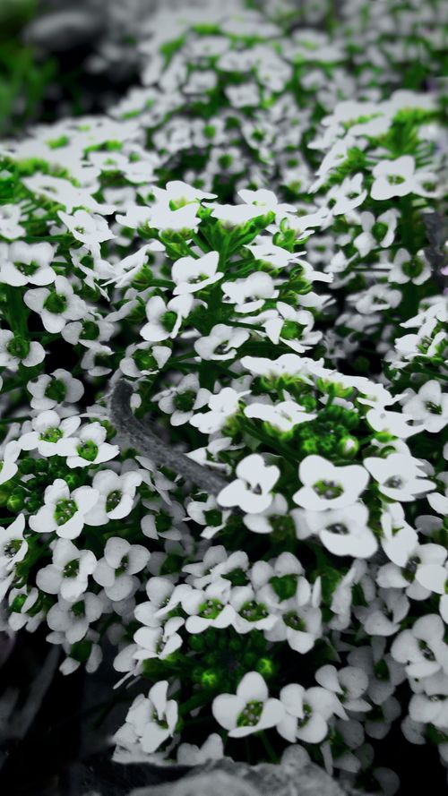 Free stock photo of flowers, small flowers Stock Photo