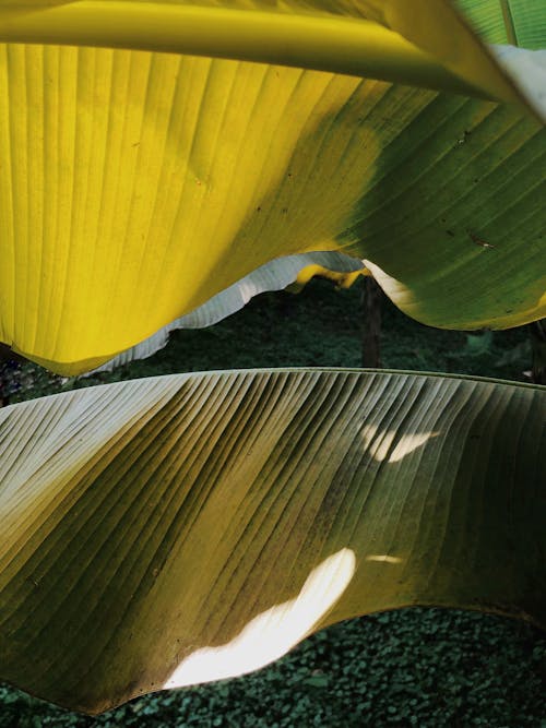 Banana Plant Leaves