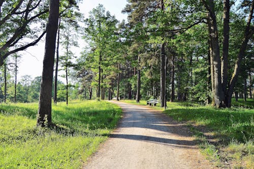 アプラダレン, スウェーデン, 夏の無料の写真素材