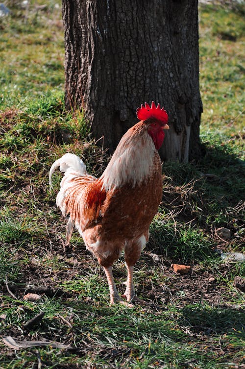 Free A Rooster Near a Tree Trunk Stock Photo