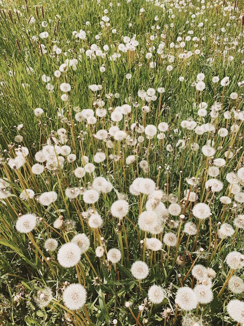 Free White Dandelion Flower Field Stock Photo