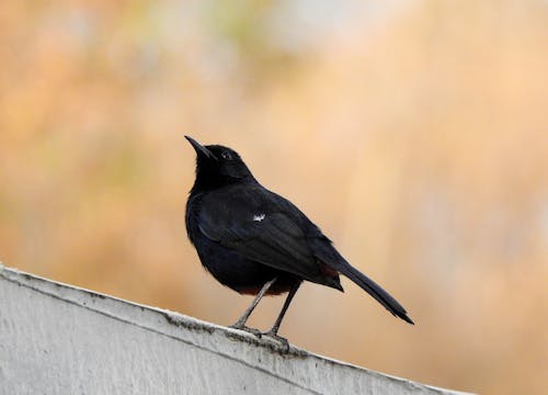 Close-Up Shot of Black Catbird