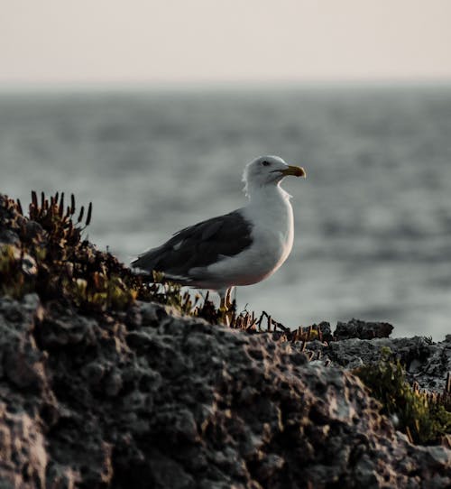 Gratis lagerfoto af dyreliv, fuglfotografi, havfugl