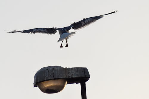 Free Seagull Flying Over the Lamp Post Stock Photo