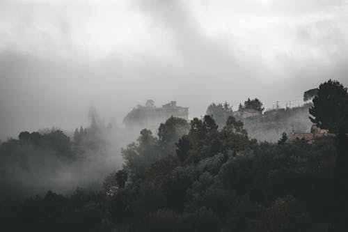 Green Trees Under the Cloudy Sky