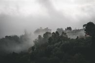 Black Forest