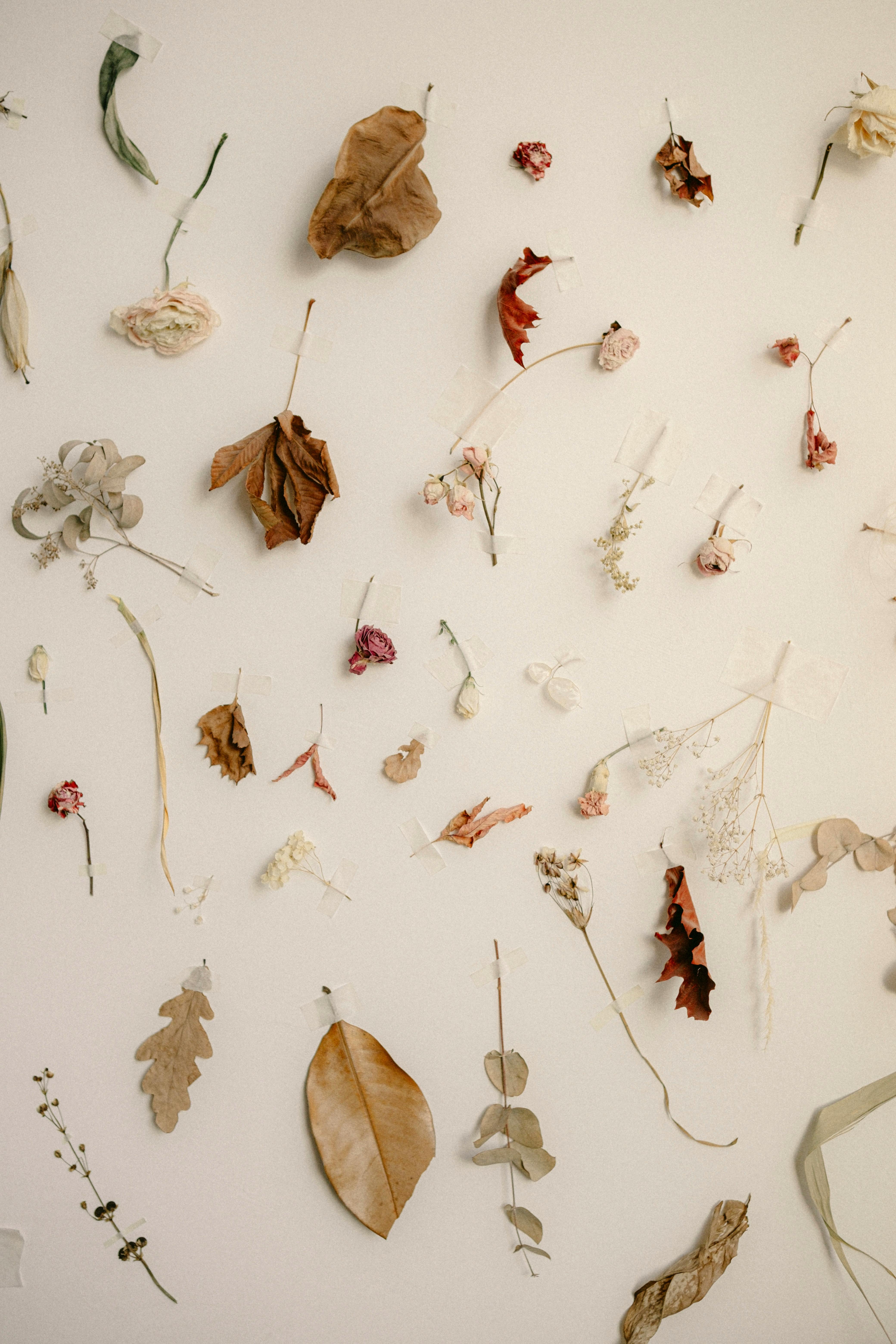 Artistic arrangement of dried leaves and flowers on a wall in a minimalist style.