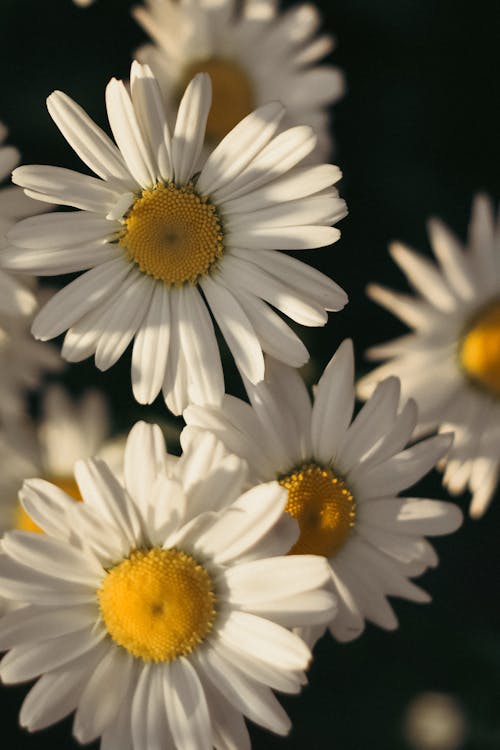 Foto profissional grátis de fechar-se, floração, flores brancas