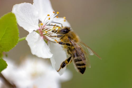 Close Up Photo of Bee on White Flower