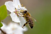 Honeybee Perched on White Flower in Close Up Photography