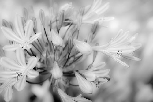 A Grayscale Photo of Lilies in Full Bloom