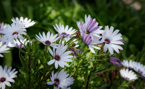 Free Cape Marguerite Flowers in Close-up Photography Stock Photo