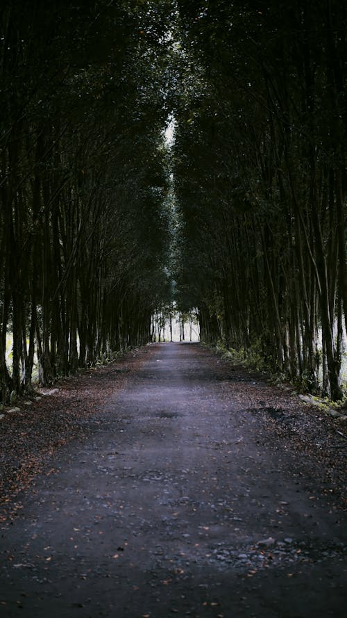 Empty Dirt Road Between Green Trees