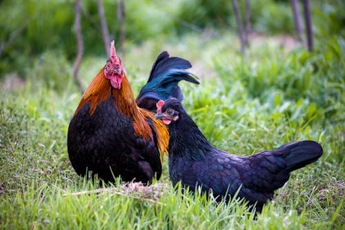 Close-Up Shot of Rooster and Black Hen on Grass