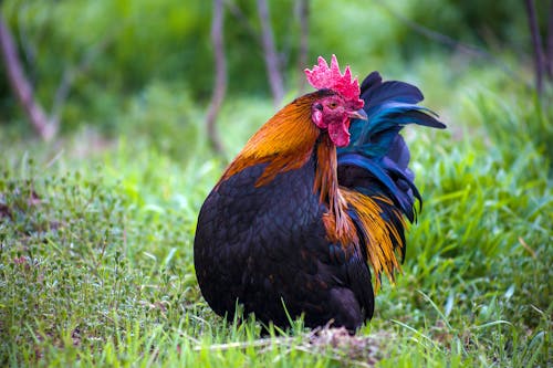 Free Close-Up Shot of a Rooster Sitting on the Grass Stock Photo