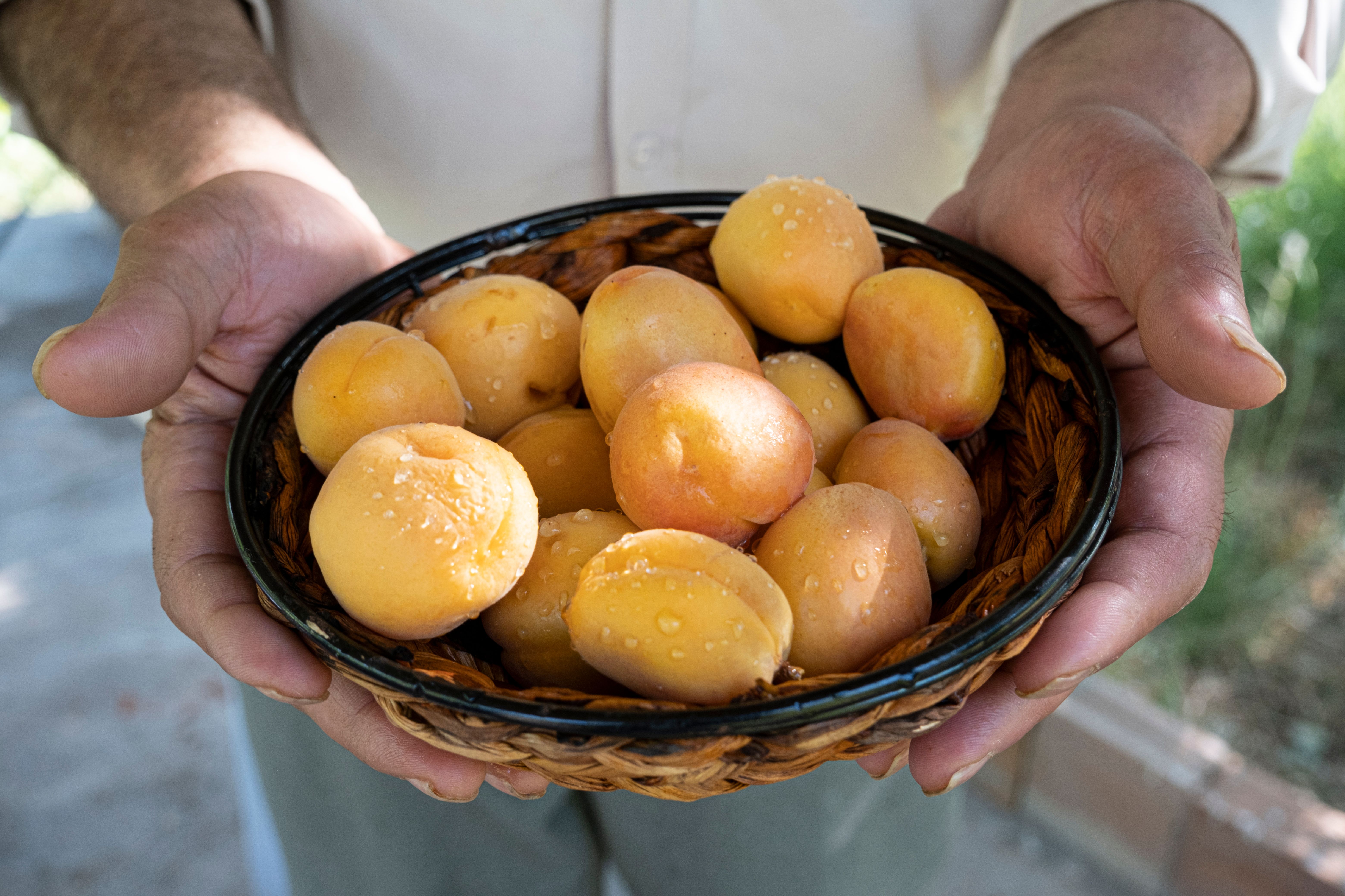Close-up of ripe apricots in a basket, held in hands, fresh and juicy, perfect for a summer snack.