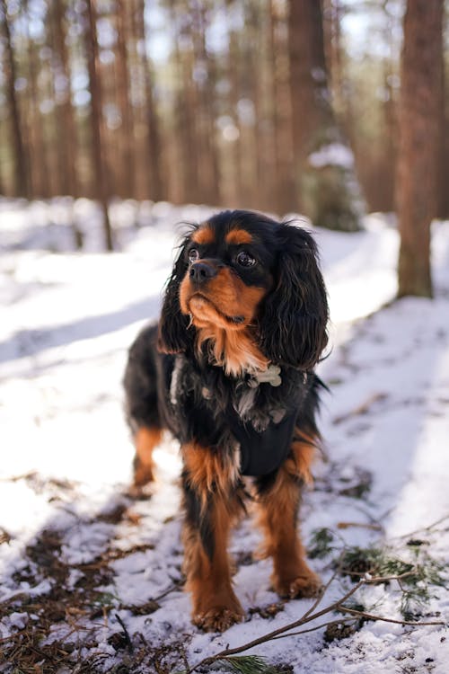 Free A Cavalier King Charles Spaniel Dog on a Snow Covered Ground Stock Photo