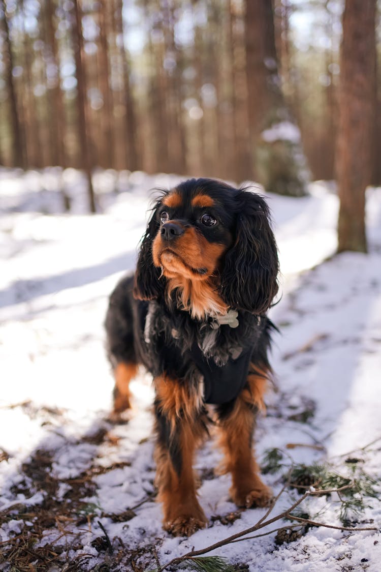 A Cavalier King Charles Spaniel Dog On A Snow Covered Ground