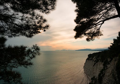 Trees above Sea and Cliff on Sunset
