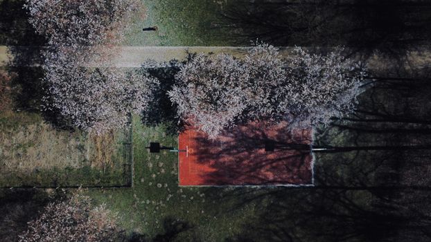 Top view of a basketball court surrounded by spring blossoms and shadows.