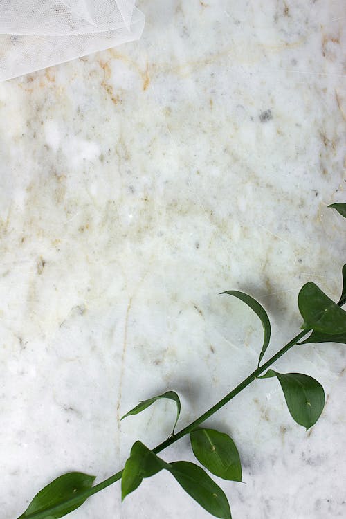 A Stem of Green Leaves on Marbled Surface