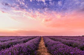 lavender field