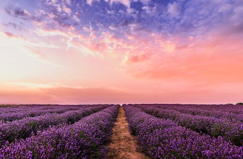 Photo Lavender Flower Field Under Pink Sky