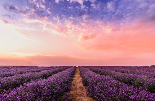 Foto Bunga Lavender Di Bawah Langit Merah Muda