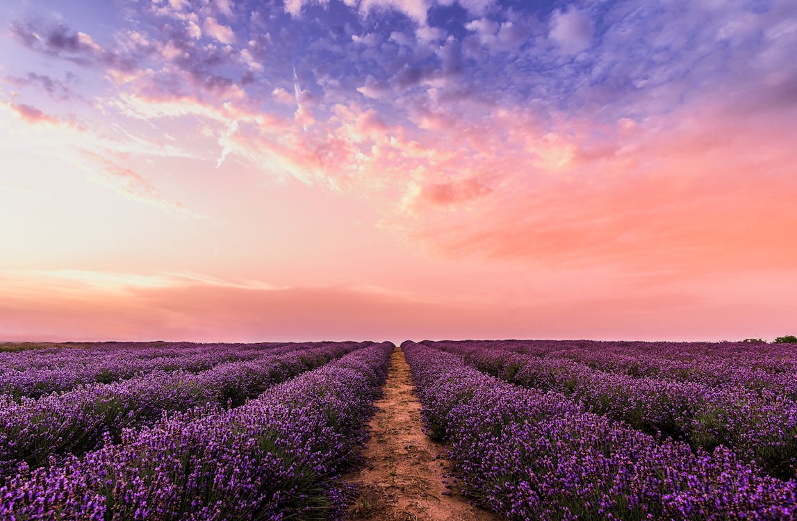 ピンクの空の下で写真ラベンダーの花畑