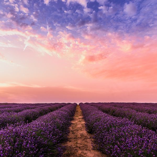 A square overhead shot of a dark glass essential oil bottle resting on a bed of dried purple flowers on a wooden table