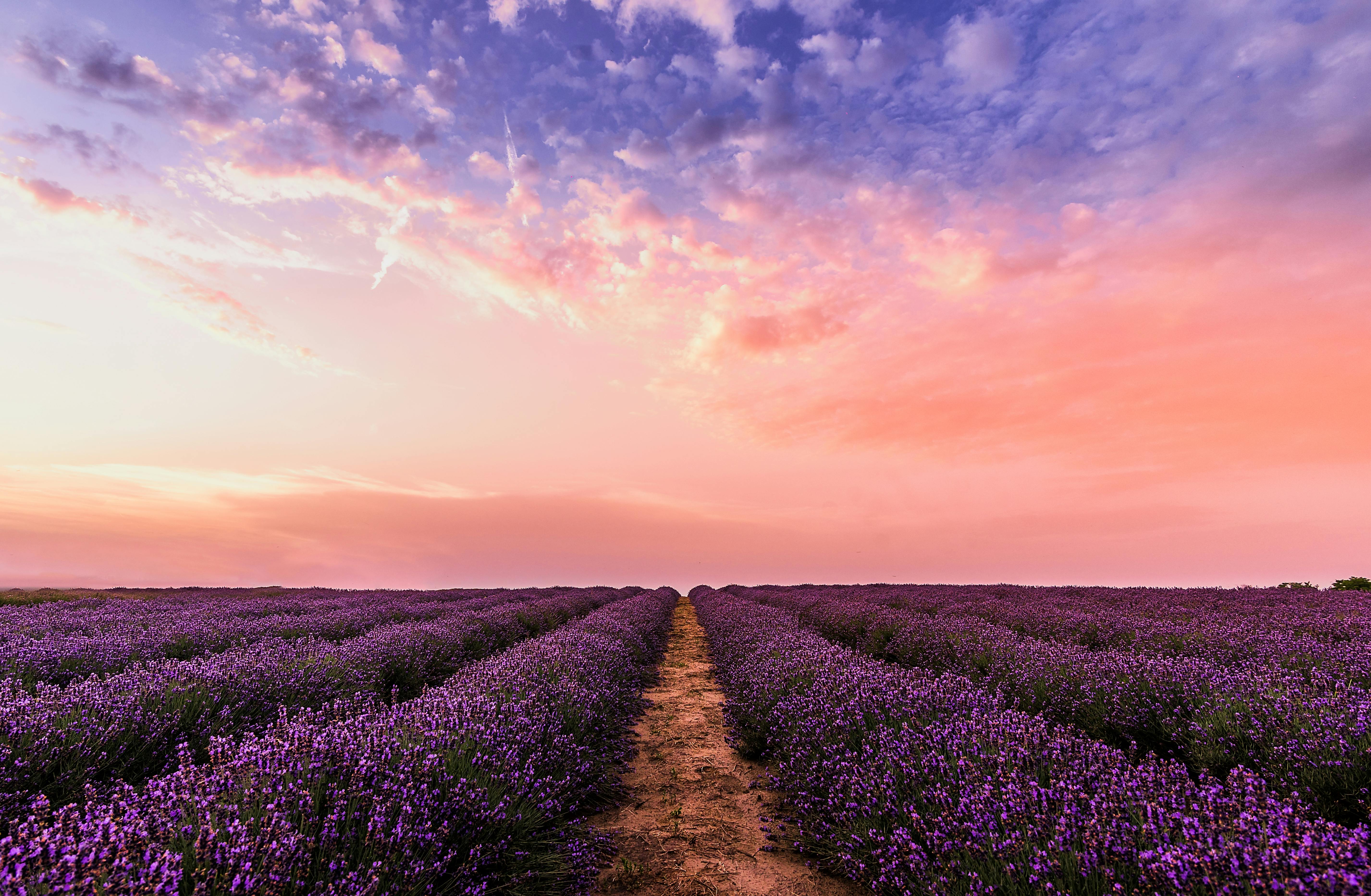 flower field background