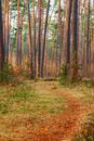 Brown Trees on Brown Grass Field