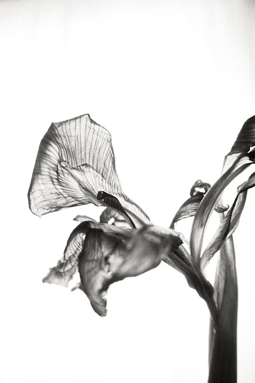 Black and White Photograph of an Iris Flower