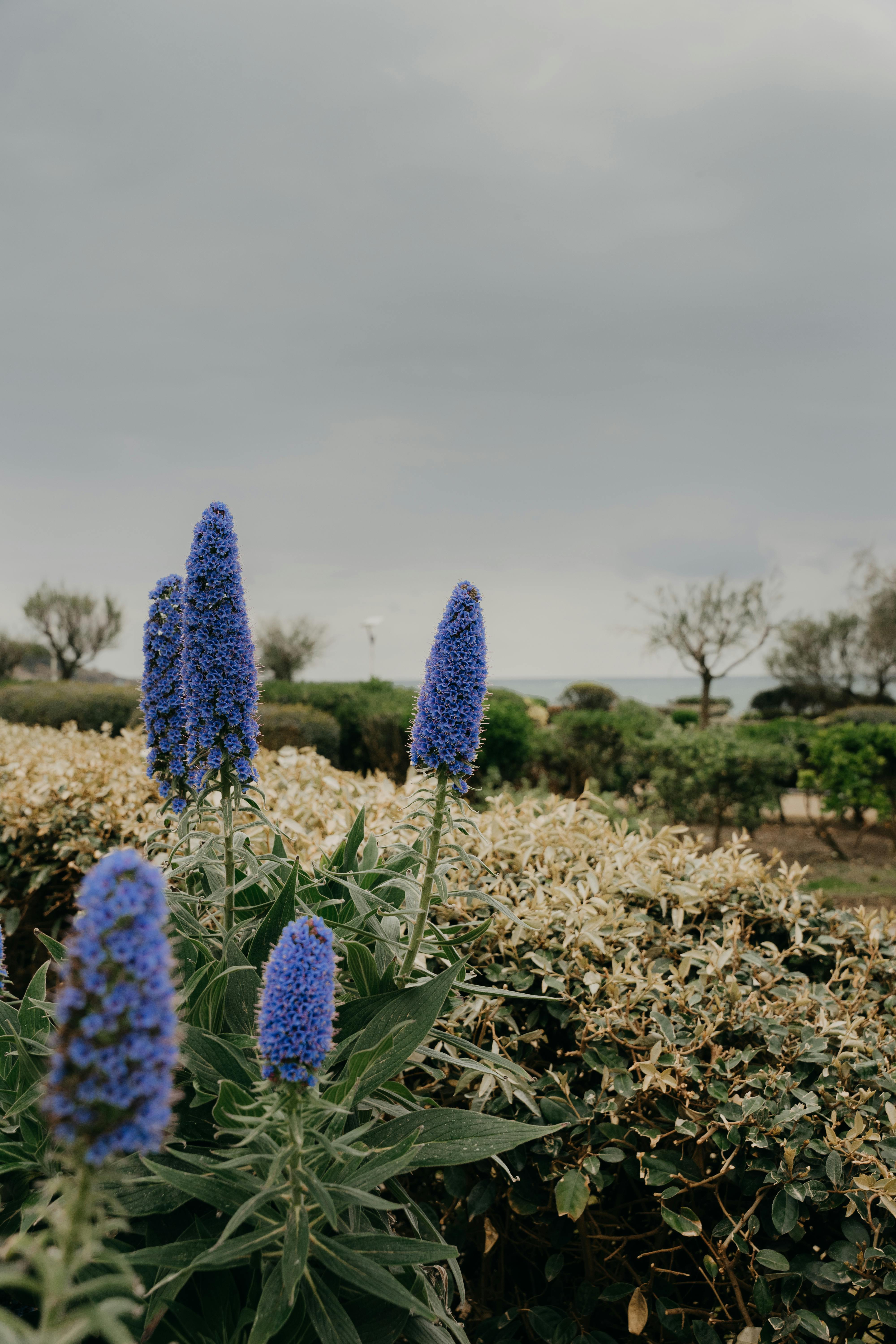 Vibrant Echium candicans flowers bloom in a serene Biarritz garden on an overcast day.