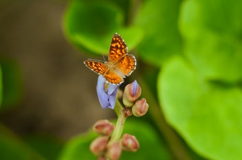 Orange Butterfly in Close Up Photography