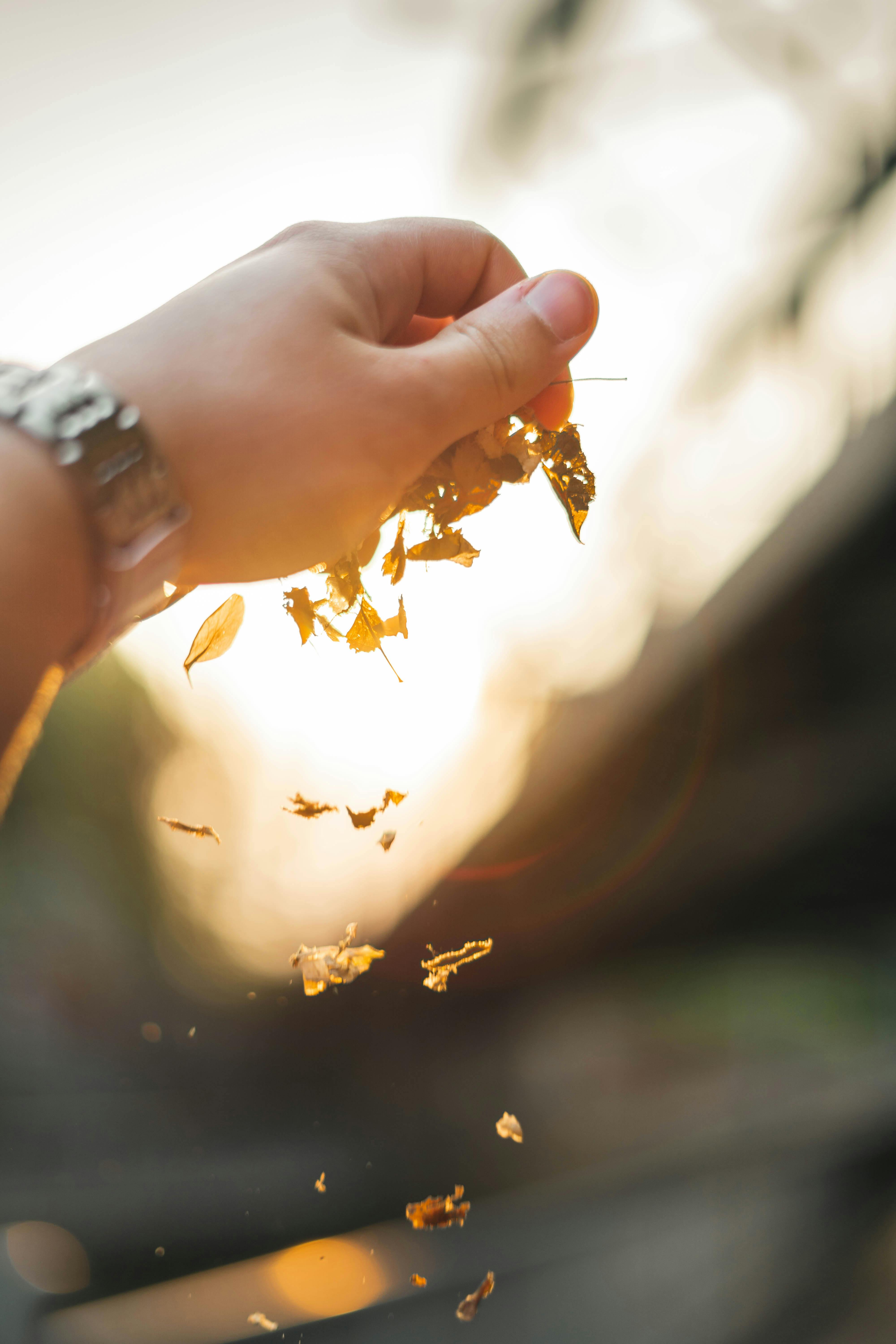 Brown Dried Leaves · Free Stock Photo