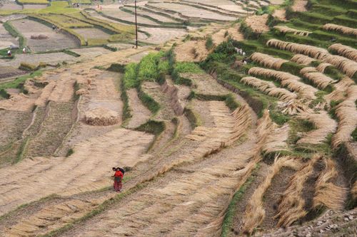 Free Workers gather ripe rice on terraced fields, showcasing agricultural skills. Stock Photo