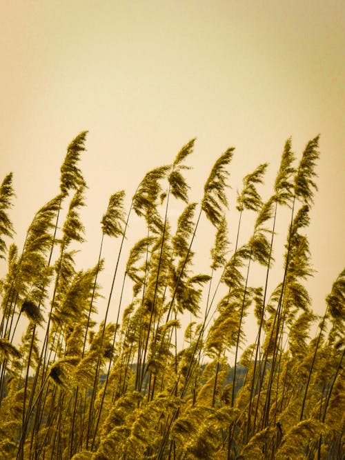 Tall Pampas Grass During Sunset