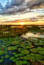 Lily Pads Floating on Water