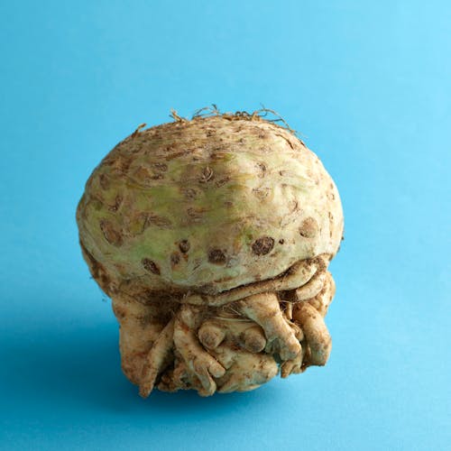 Celeriac on blue background