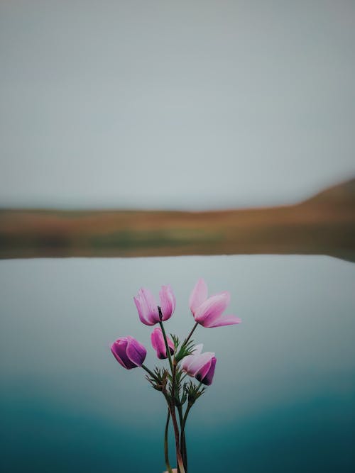 Purple Flowers in Close Up Photography