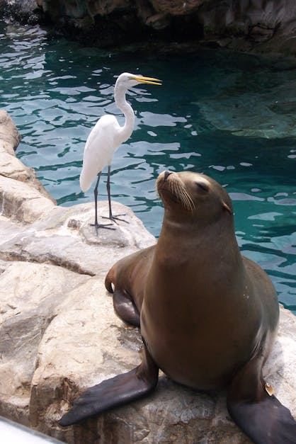 Free stock photo of seal, white egret