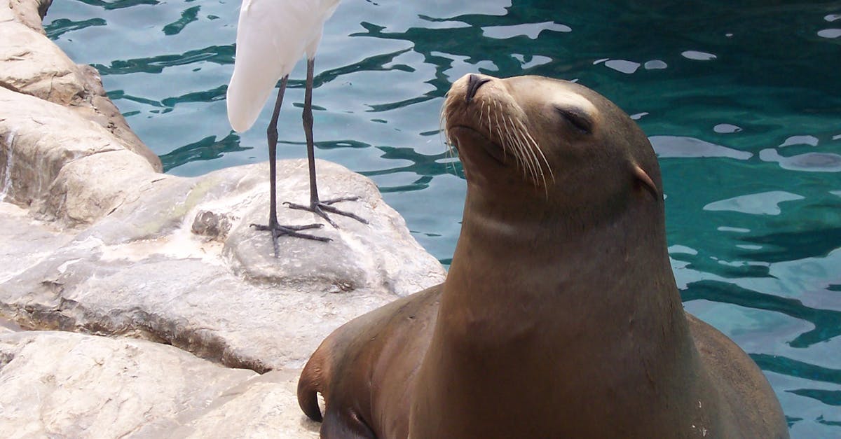 Free stock photo of seal, white egret