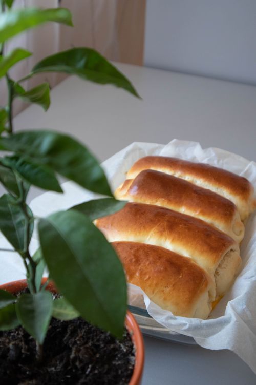 Free Freshly baked bread rolls in a tray next to a potted green plant indoors. Stock Photo