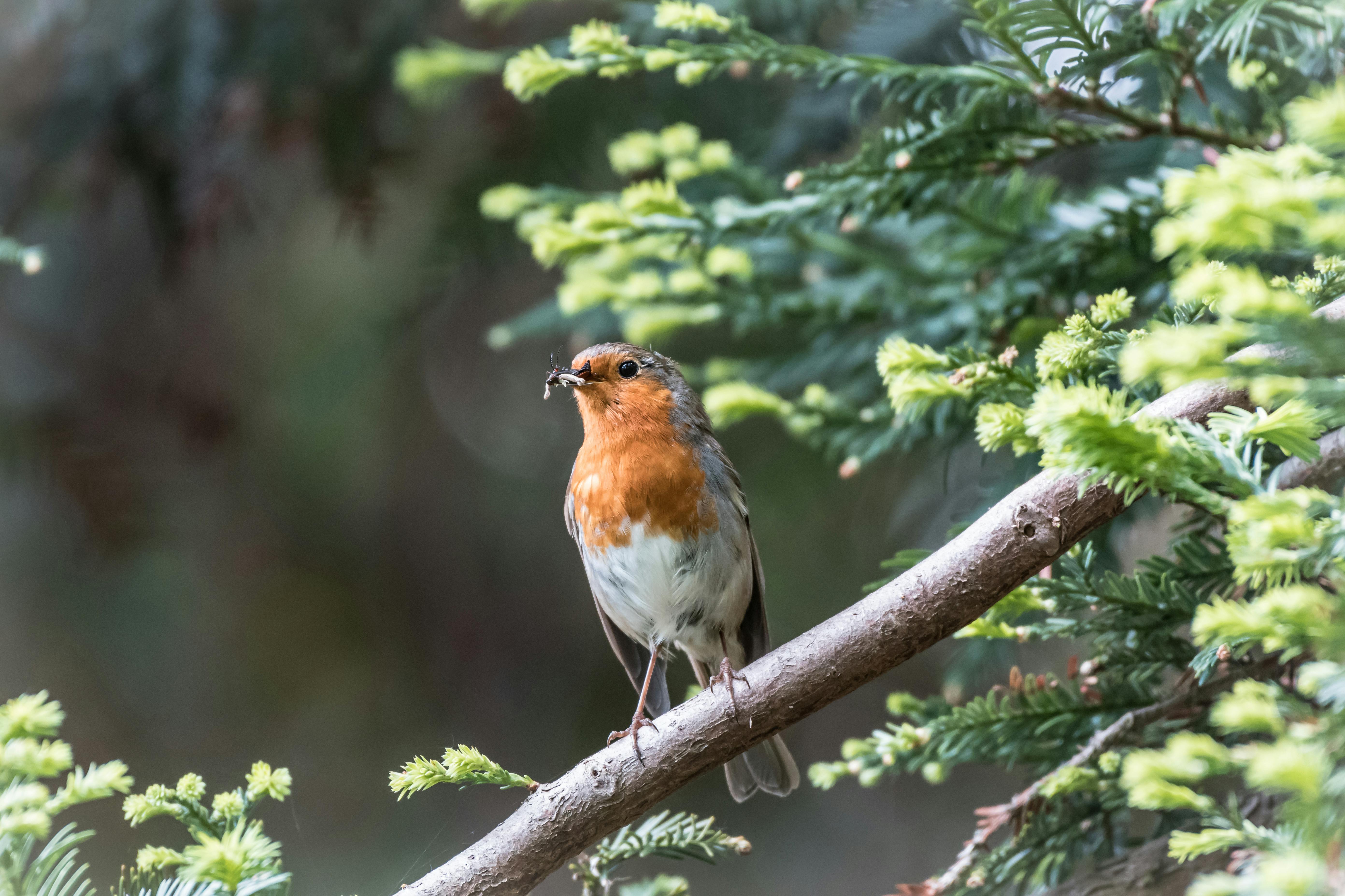 Brown Bird on Tree Branch during Daytime · Free Stock Photo