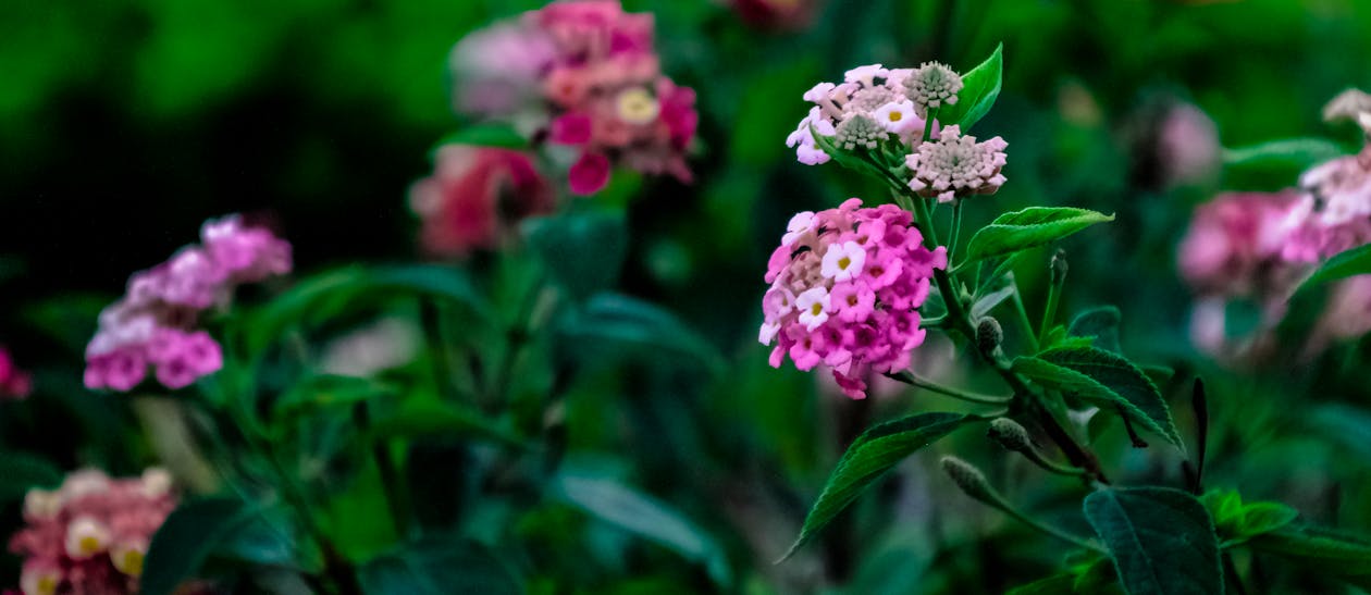бесплатная Фиолетовый и белый цветок Стоковое фото