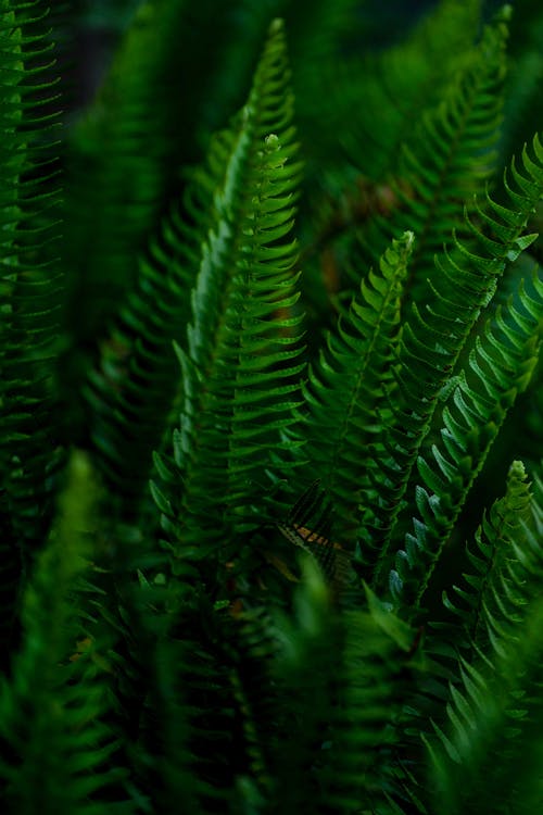 Close-up Photo of Green Fern Leaves