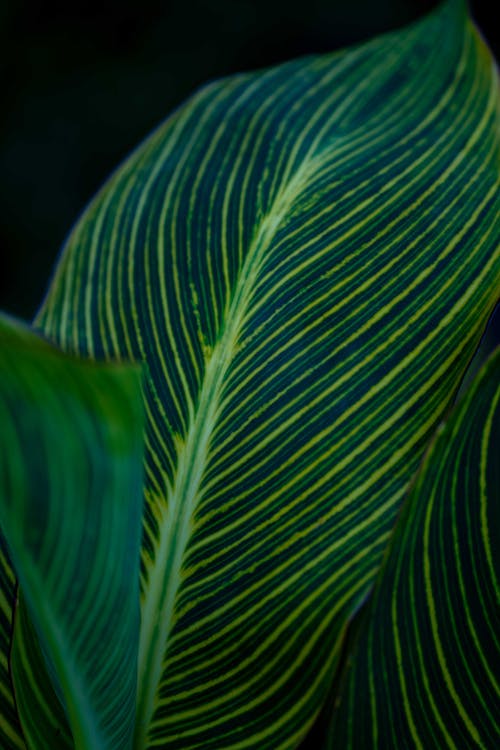 Leaf in Close-up Photography
