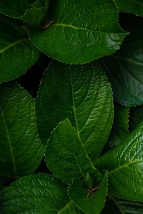Free Detailed close-up of vibrant green leaves with textured surface and natural patterns. Stock Photo