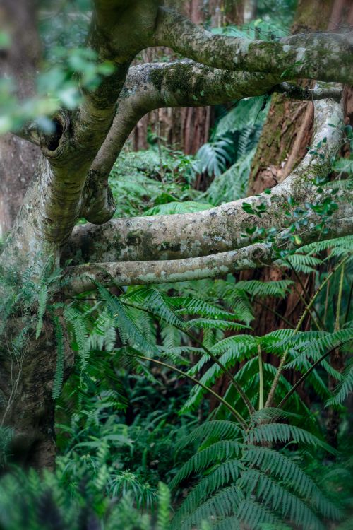 Free Rich green forest scene featuring tree trunks and vibrant ferns in a dense jungle environment. Stock Photo